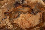 Wide Brilliant Red and Orange Petrified Wood Table #344145-4